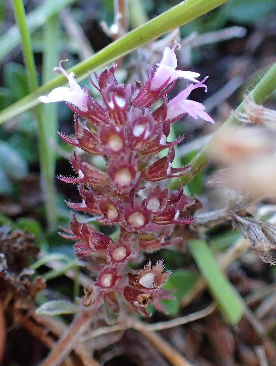 Thymus pulegioides fruit