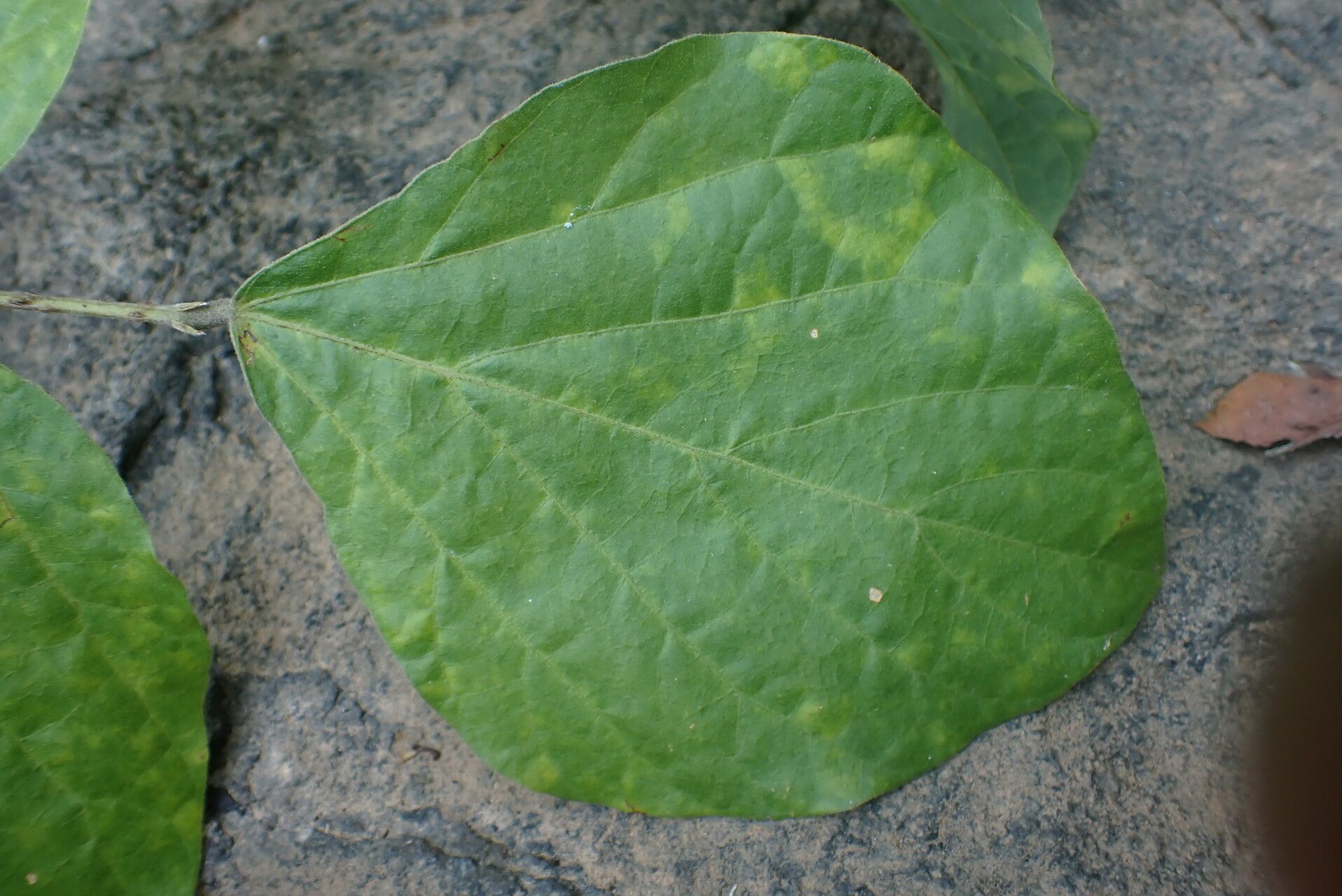 Psophocarpus scandens leaf
