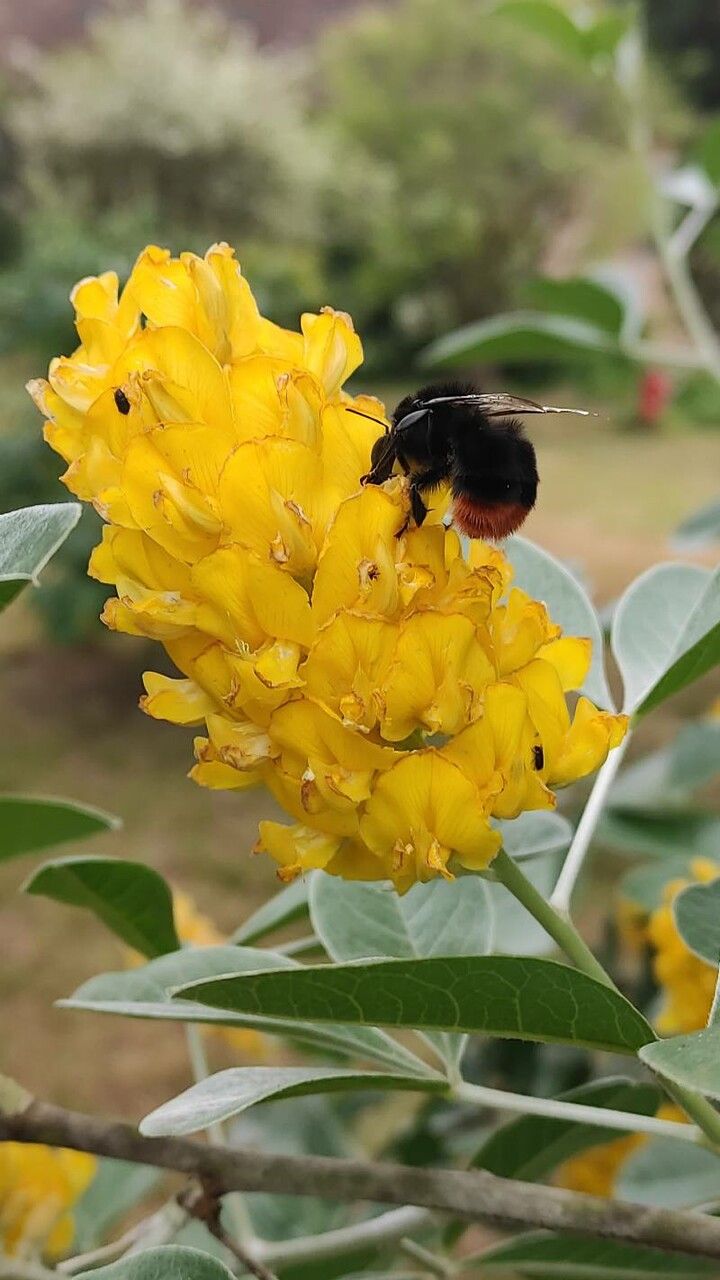 Argyrocytisus battandieri flower