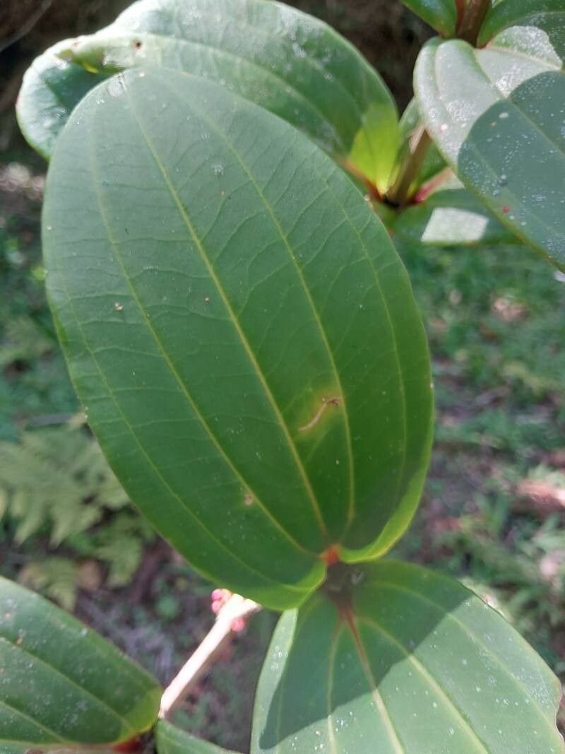 Medinilla humbertiana — search result for 'Medinilla'