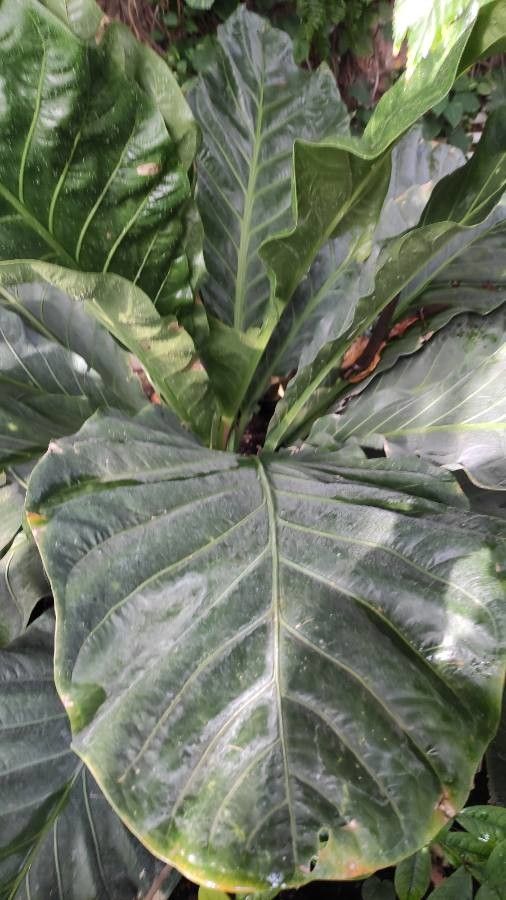 Anthurium hookeri — foliage houseplant