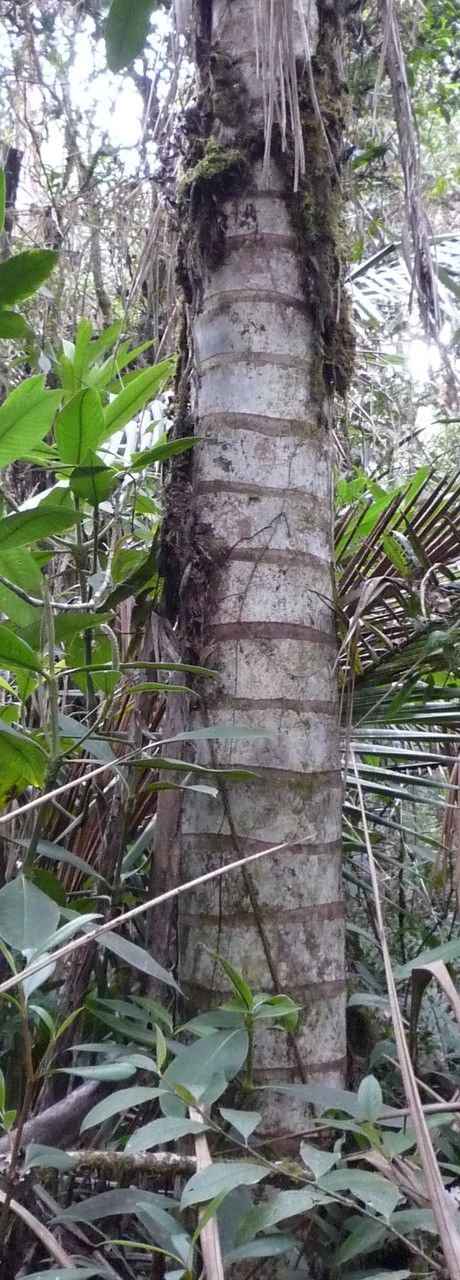 Ceroxylon parvifrons bark