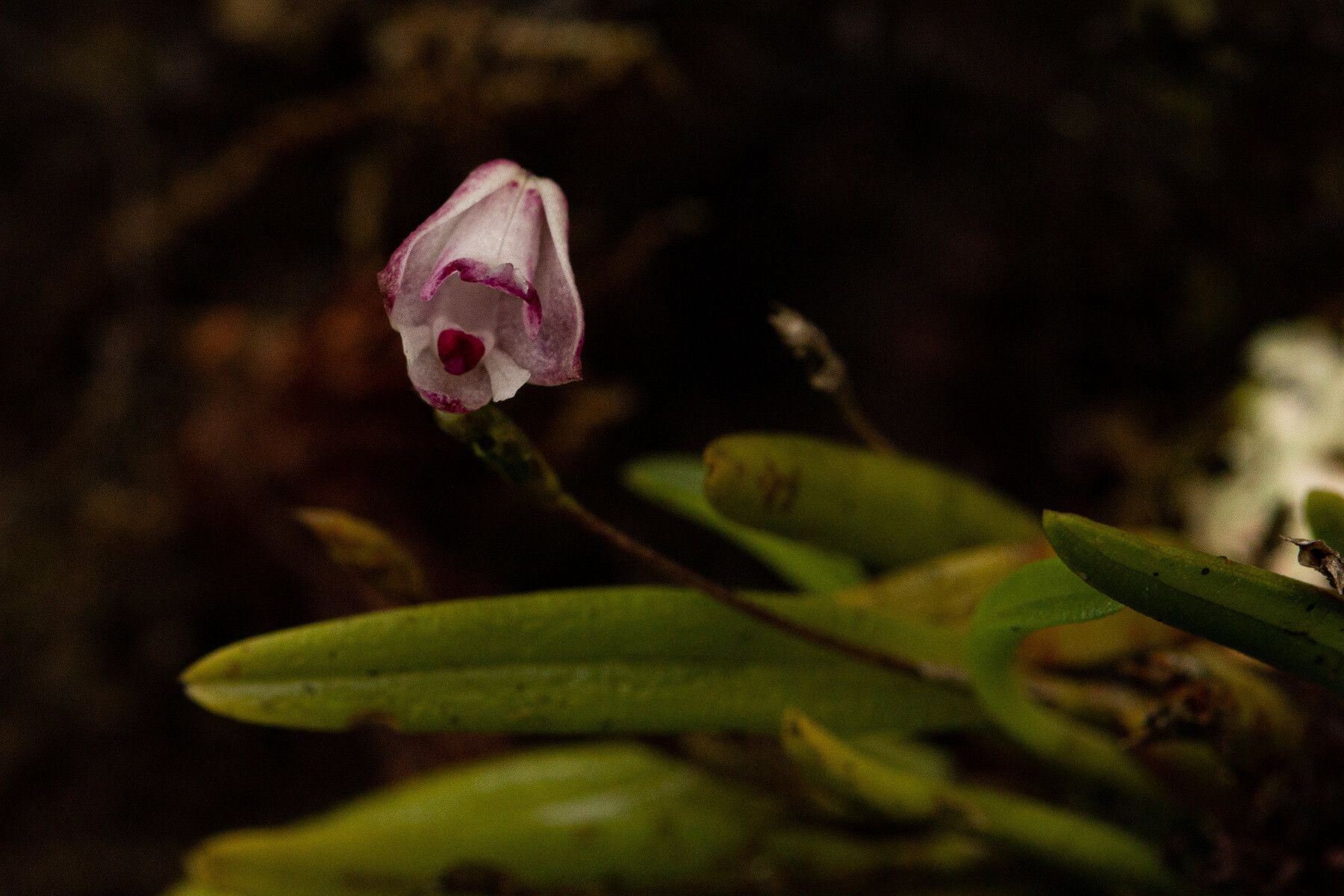 Polystachya vulcanica — houseplant care guide