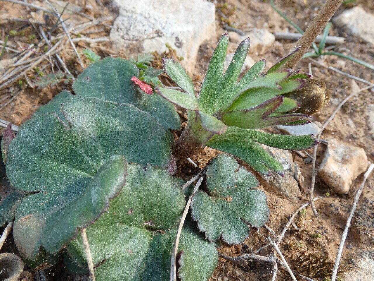 Anemone palmata — search result for 'Anemone'