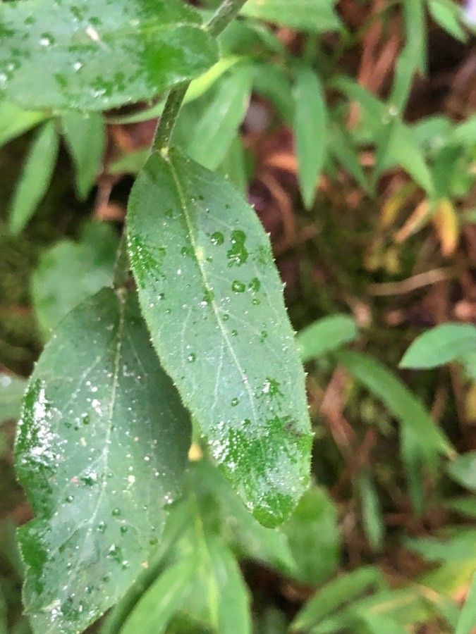 Lobelia puberula leaf