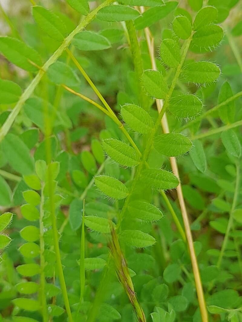 Astragalus asterias — houseplant care guide