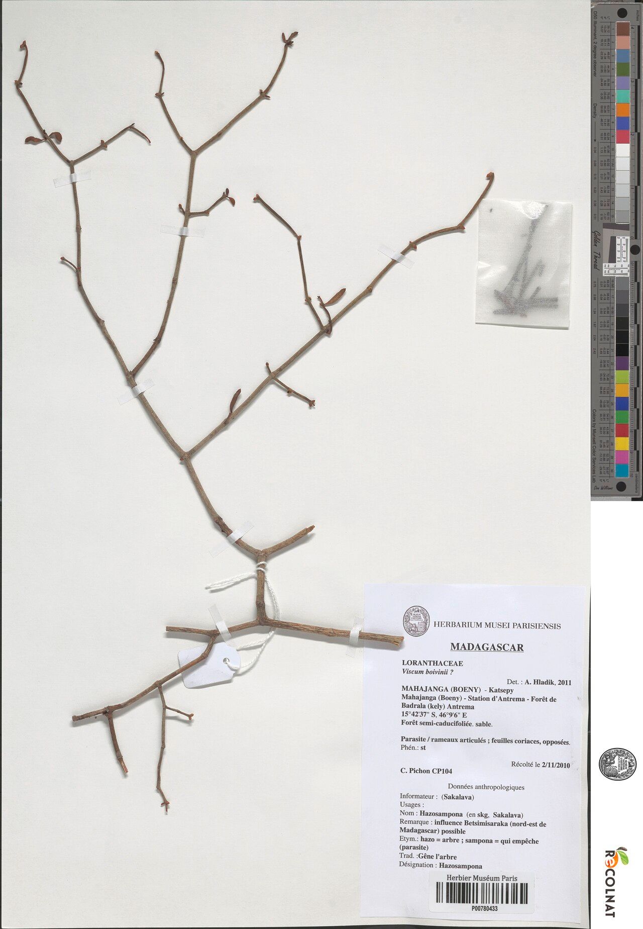 Viscum boivinii — houseplant care guide