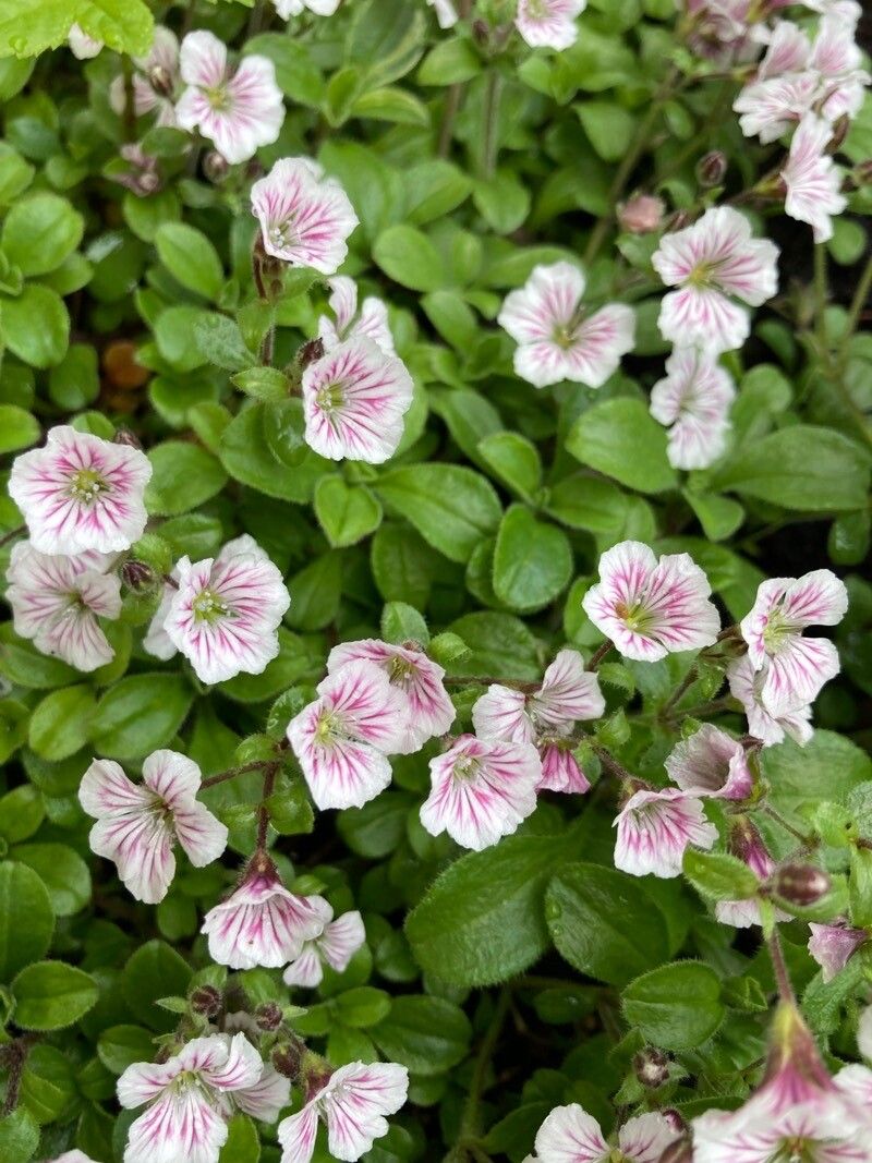 Gypsophila cerastoides flower