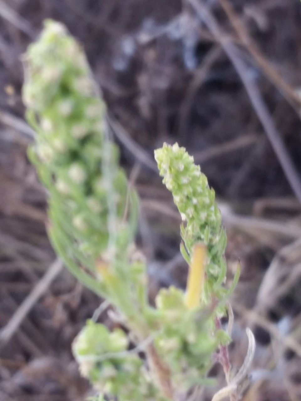 Iva asperifolia fruit