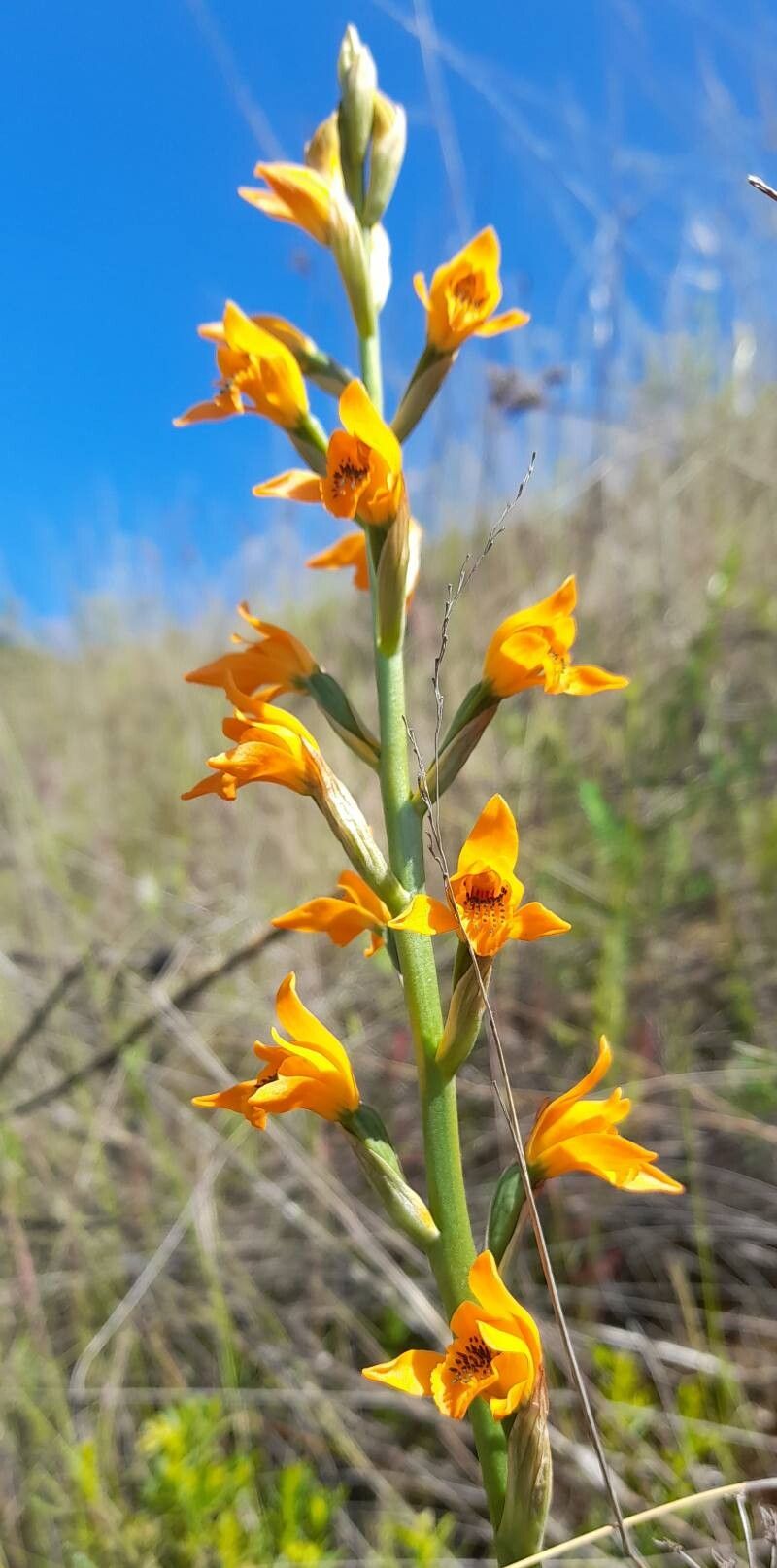 Chloraea chrysantha flower