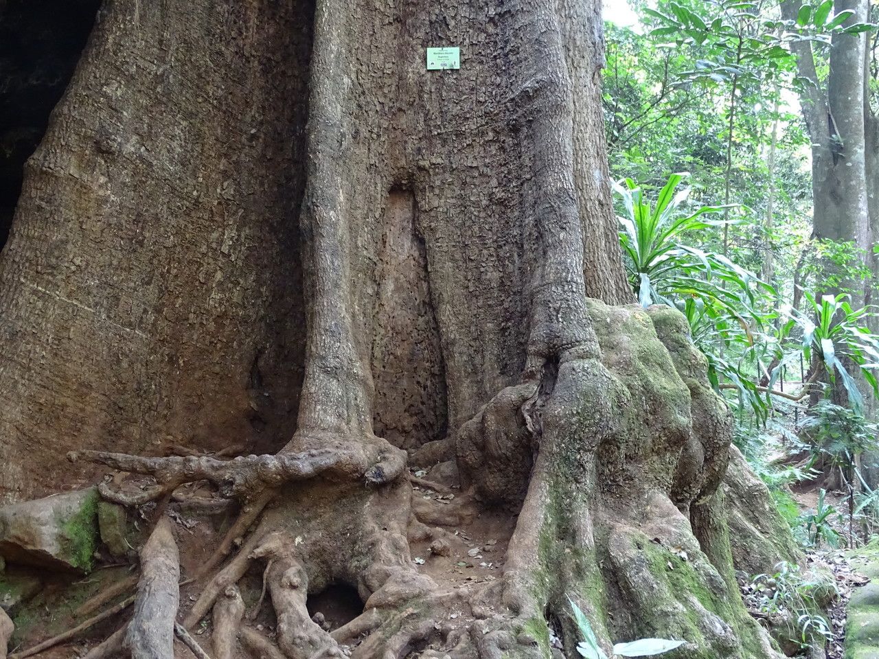 Manilkara discolor bark