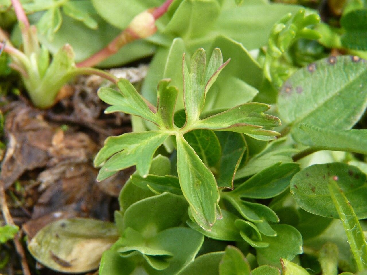 Alchemilla pentaphyllea leaf