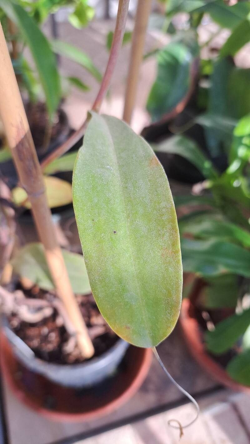 Nepenthes dubia leaf