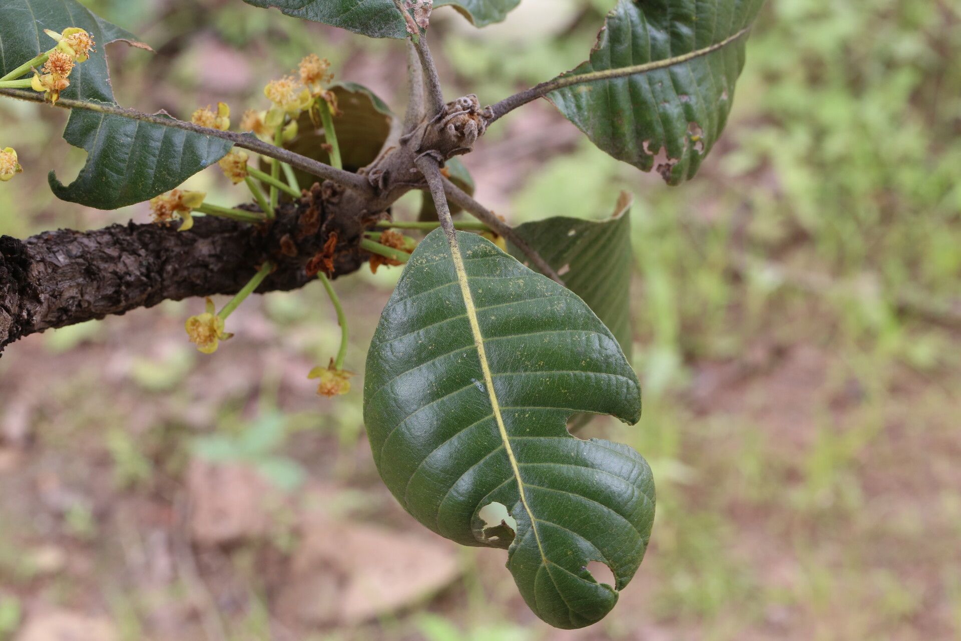 Uapaca robynsii — houseplant care guide