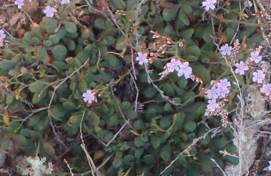 Limonium artruchium habit