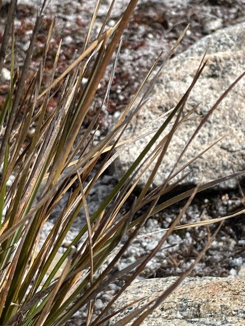 Cortaderia pungens — search result for 'Cortaderia'