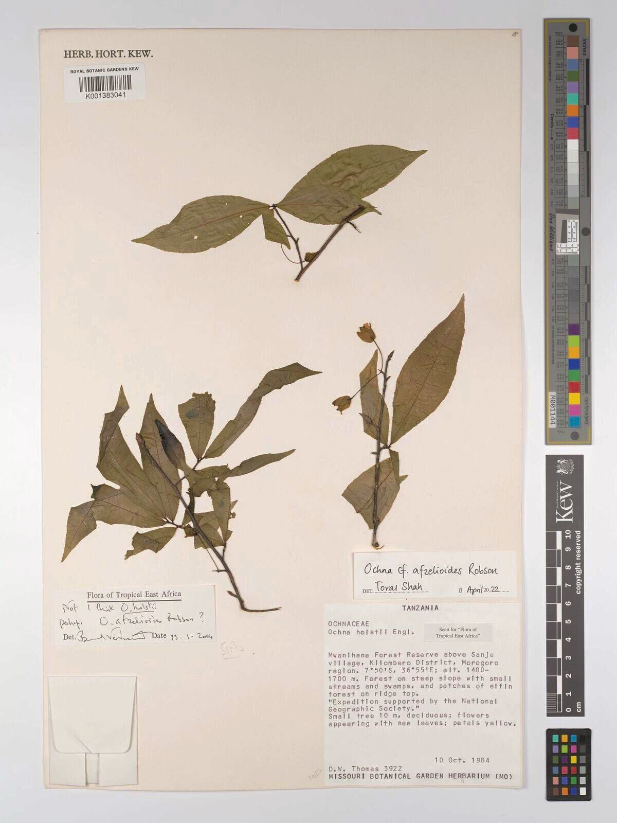 Ochna afzelioides — related species from the same genus