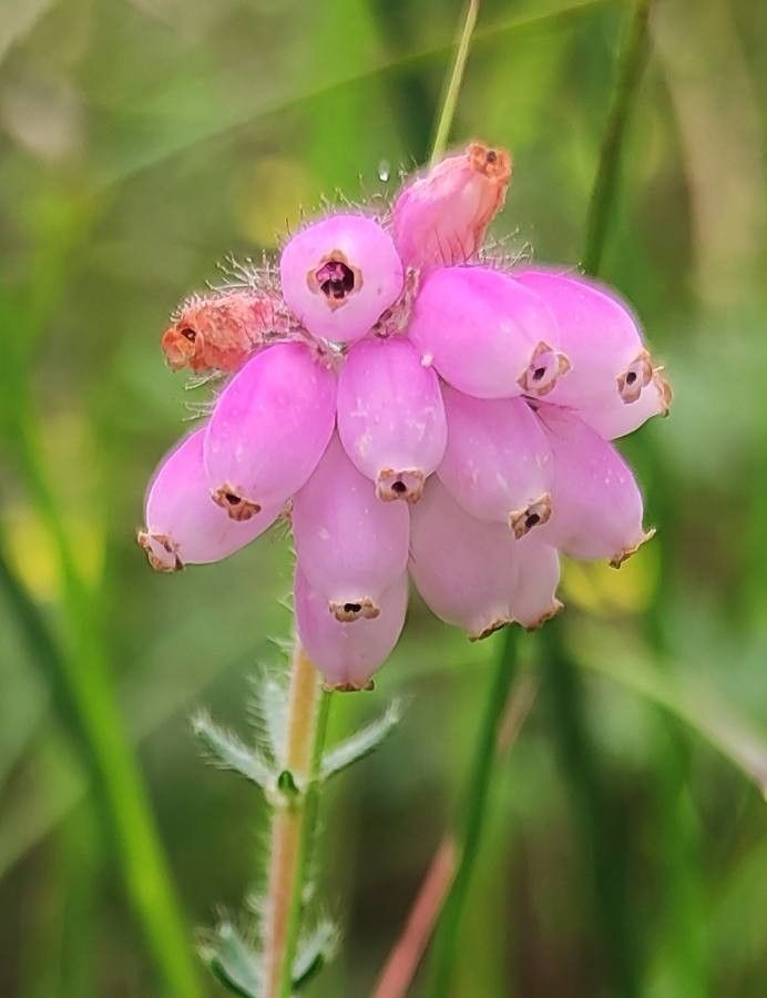 Erica tetralix flower