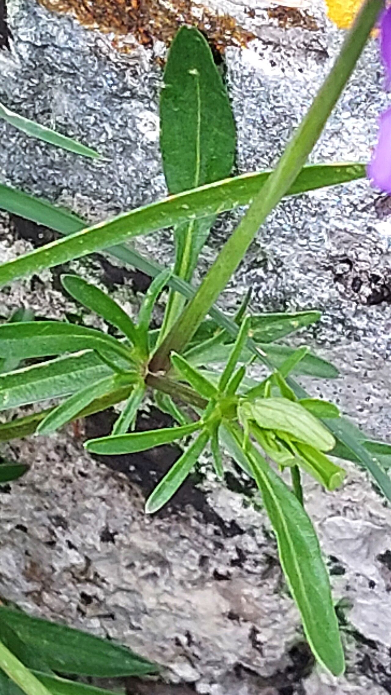 Viola merxmuelleri — houseplant care guide