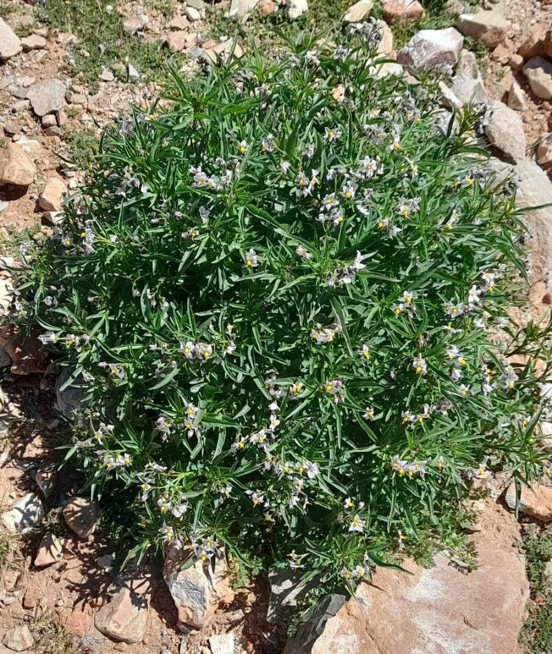 Solanum tripartitum habit