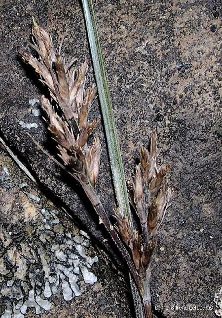 Scleria neocaledonica habit