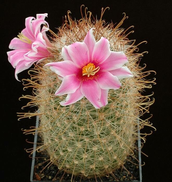 Cochemiea grahamii flower