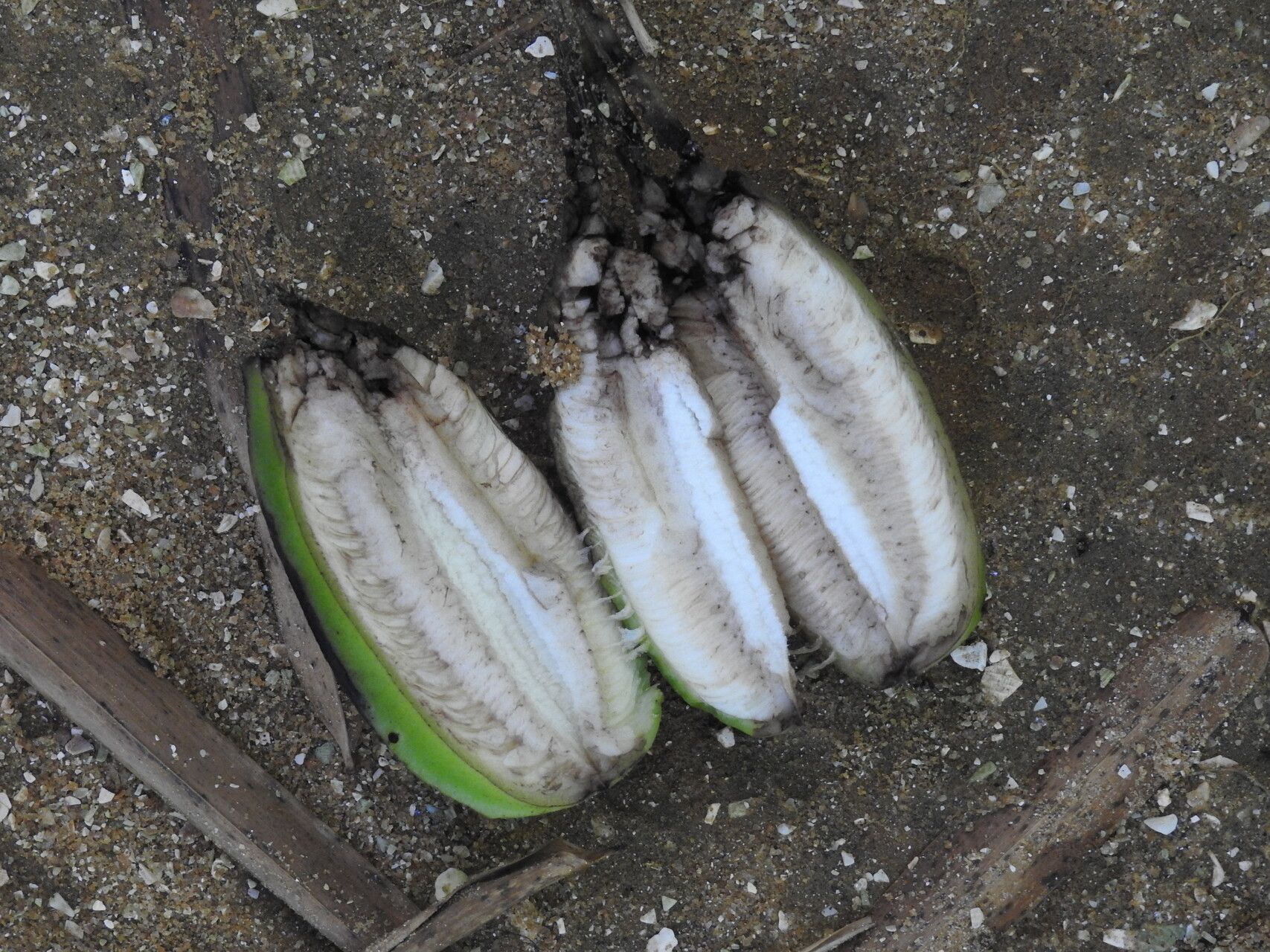 Cayaponia triangularis fruit