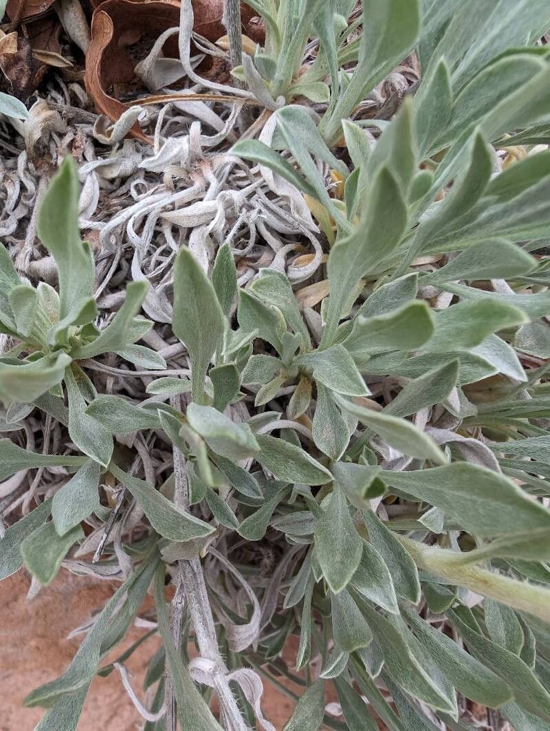 Oreocarya confertiflora — search result for 'Cryptantha'