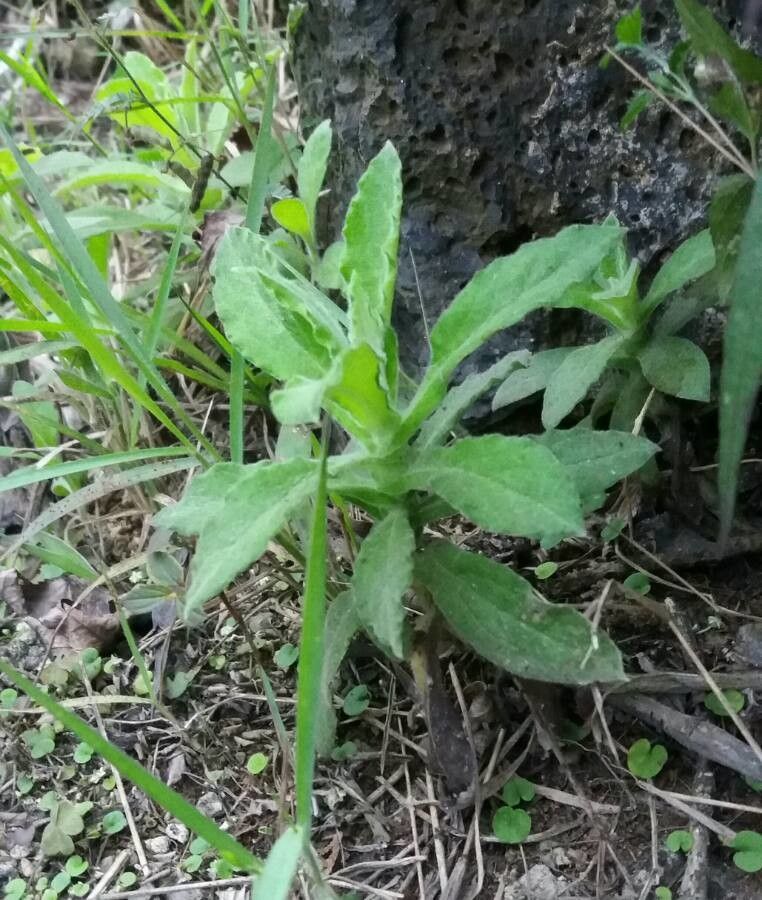 Heterotheca grandiflora — search result for 'Southwestern United States'
