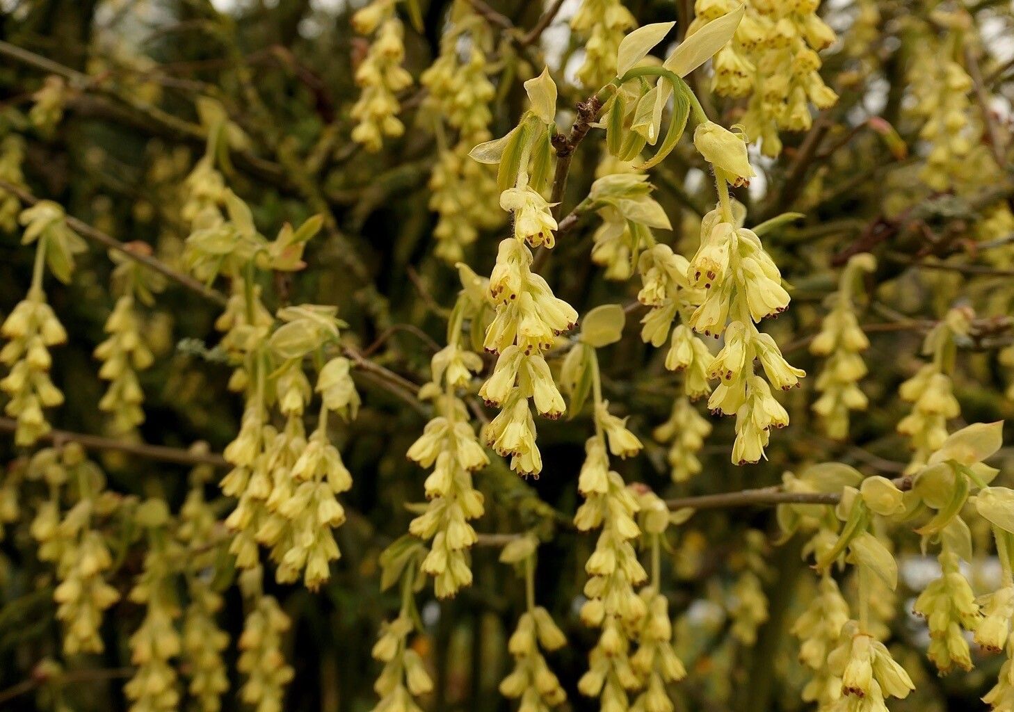 Corylopsis willmottiae flower