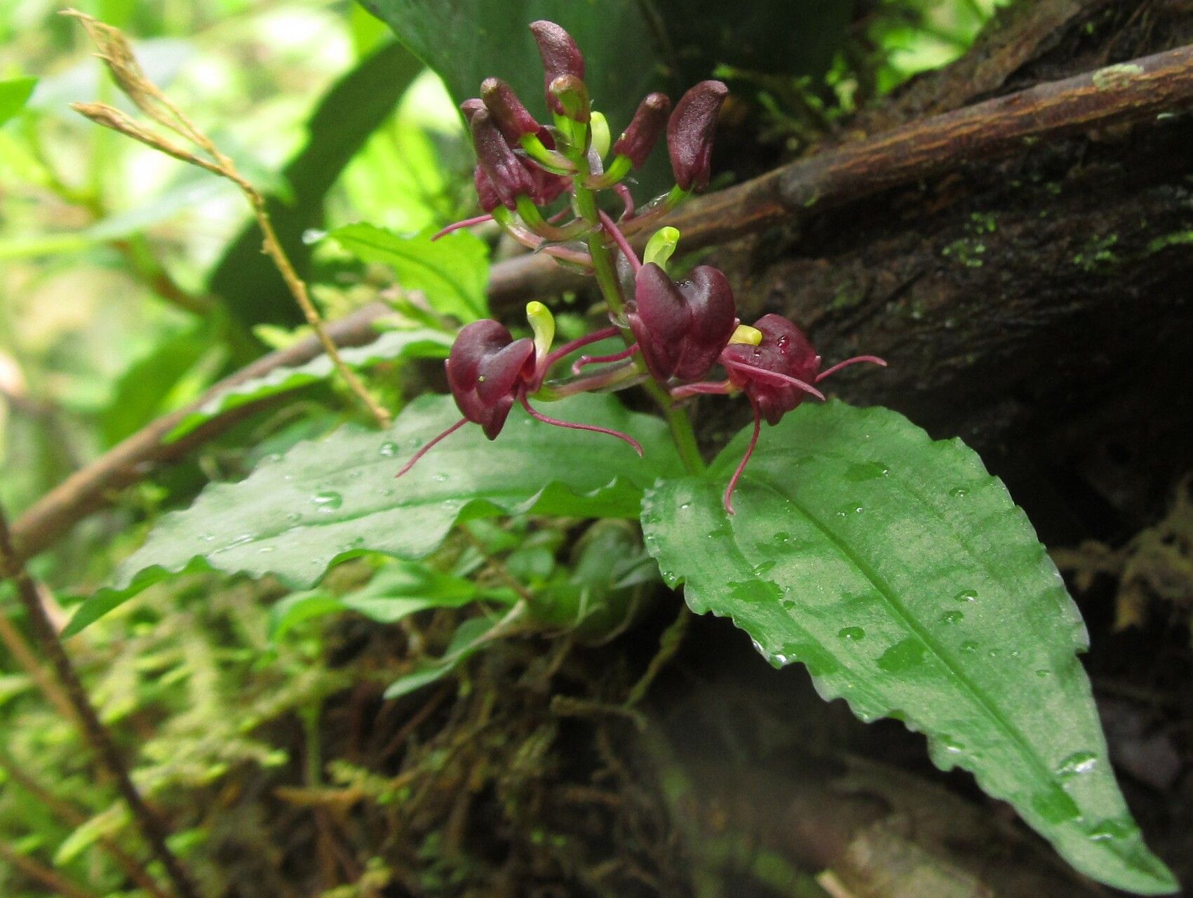 Liparis deistelii flower