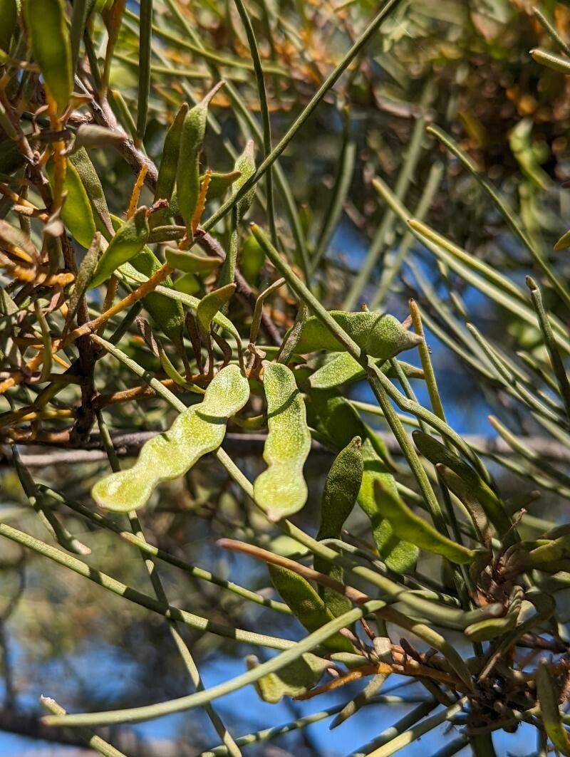 Acacia aneura fruit