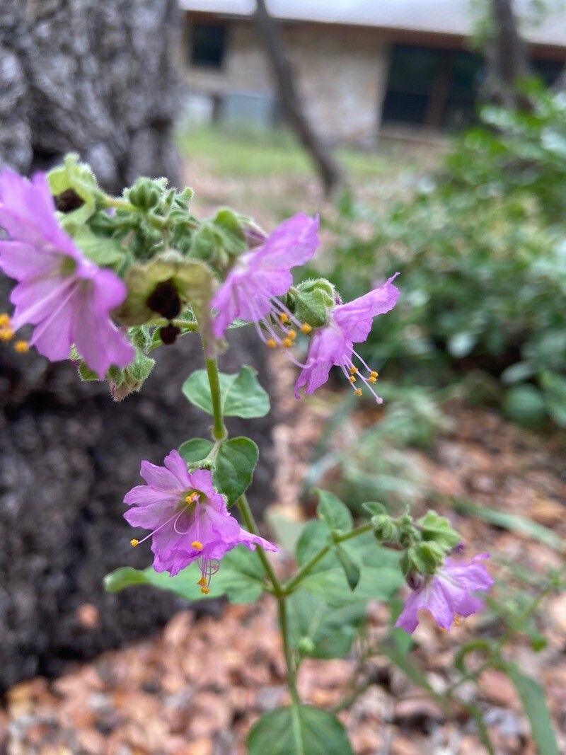 Mirabilis laevis leaf