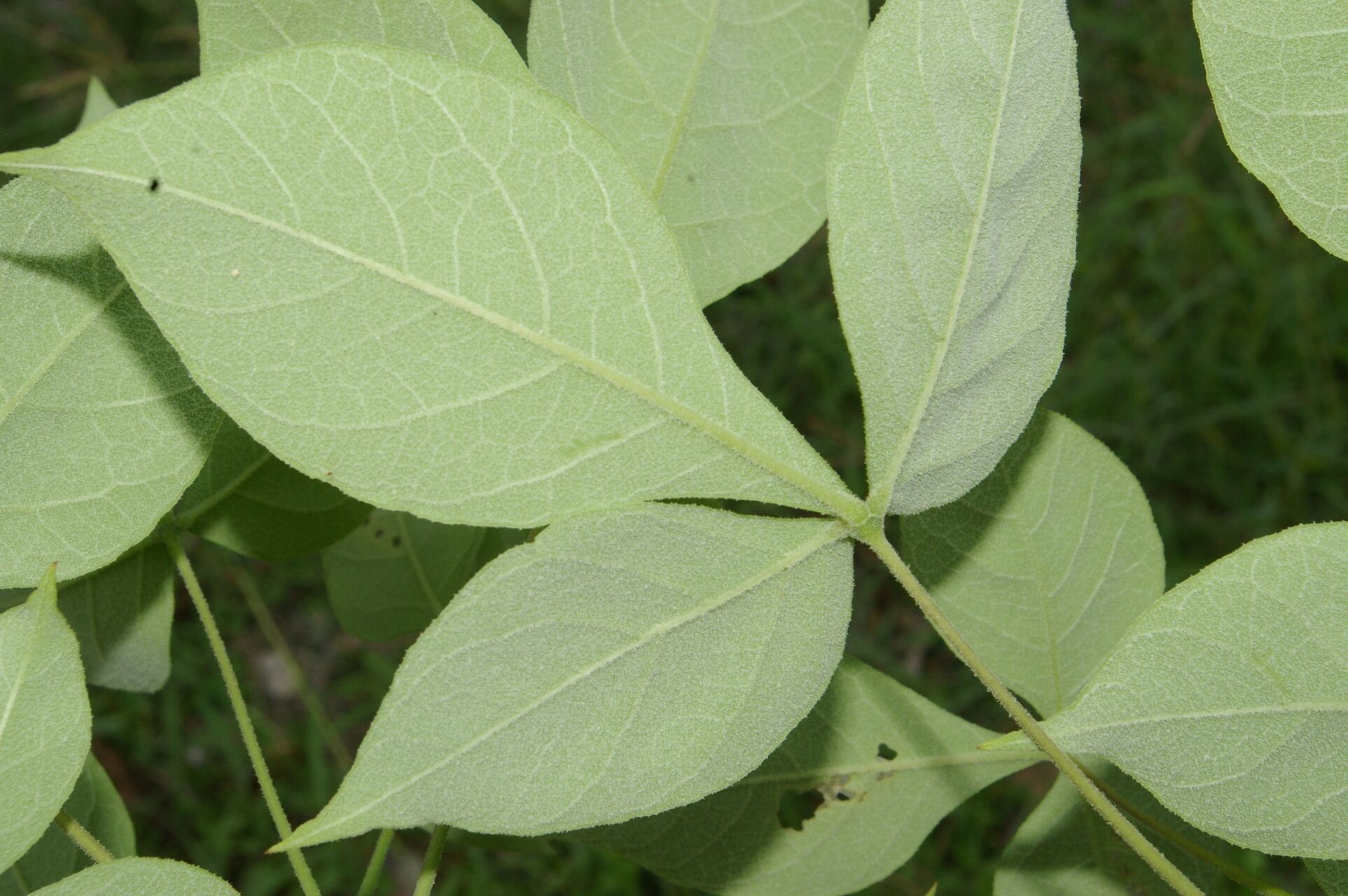 Crateva palmeri leaf
