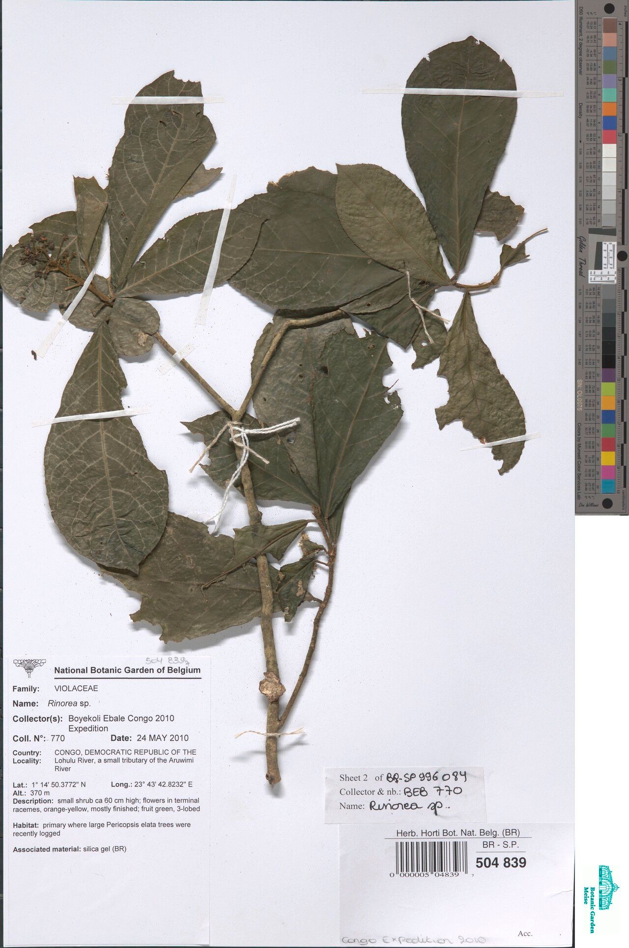 Rinorea laurentii — houseplant care guide