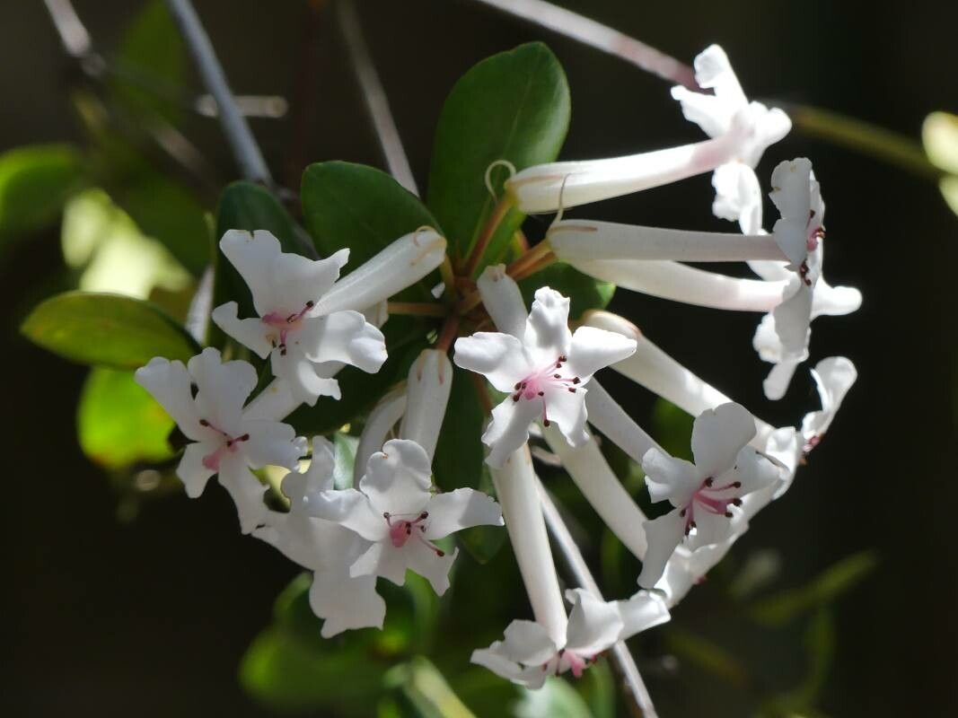 Rhododendron jasminiflorum — houseplant care guide