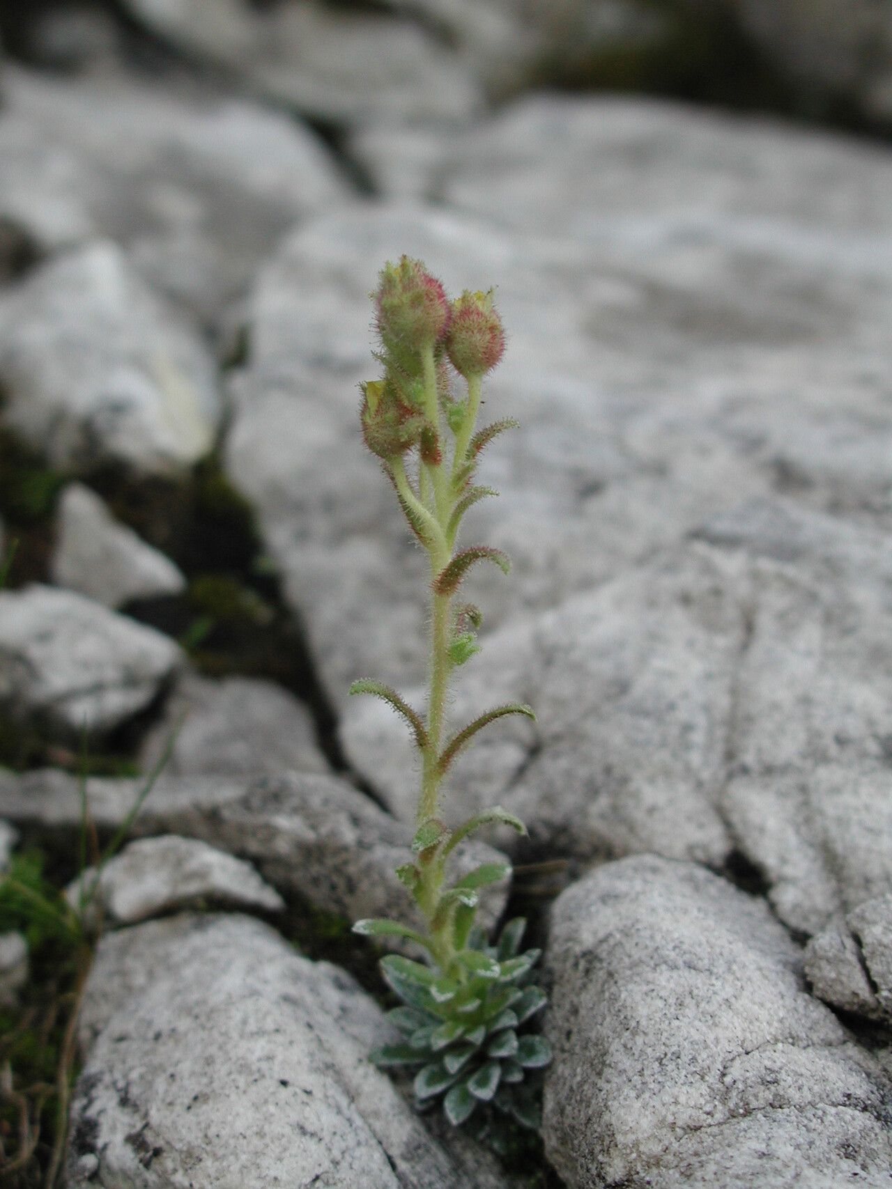 Saxifraga luteoviridis habit