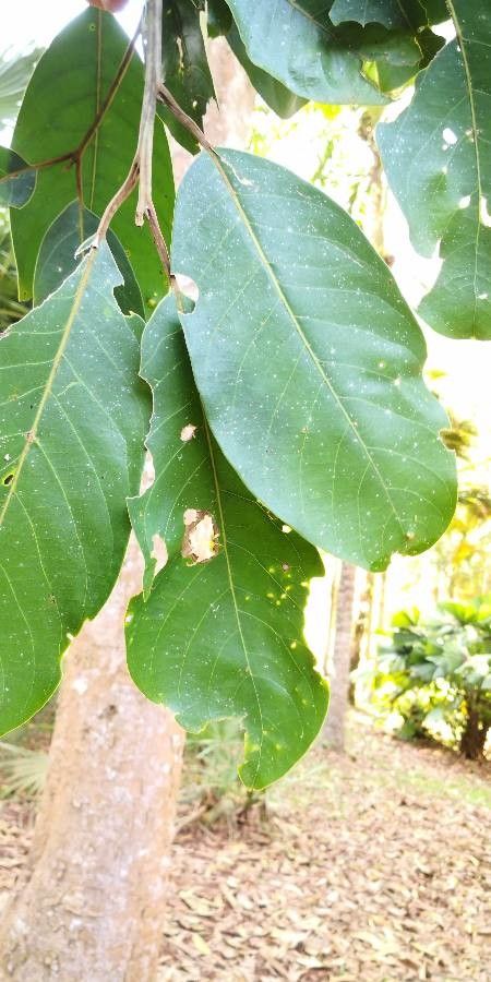 Sandoricum koetjape — houseplant care guide