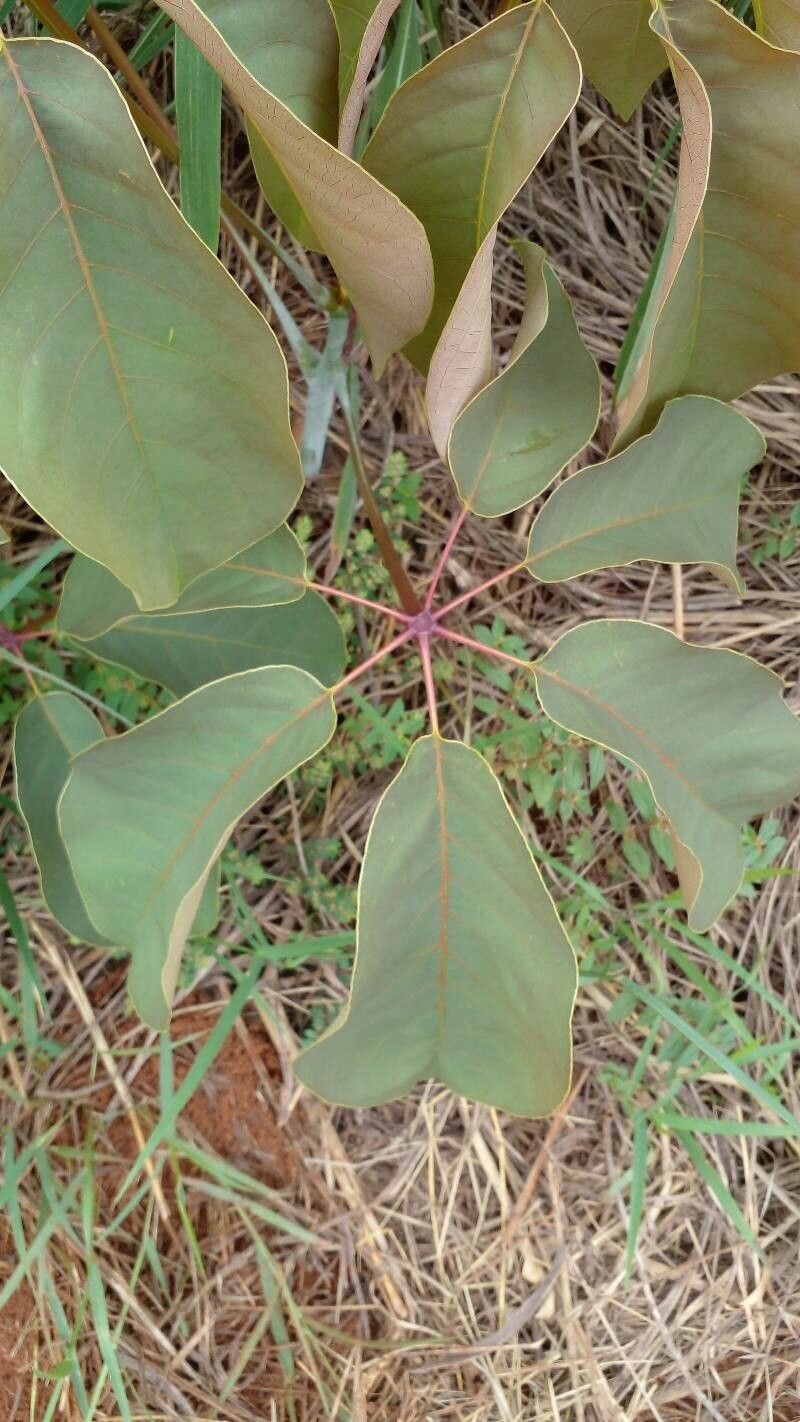 Pseudobombax longiflorum — related species from the same genus