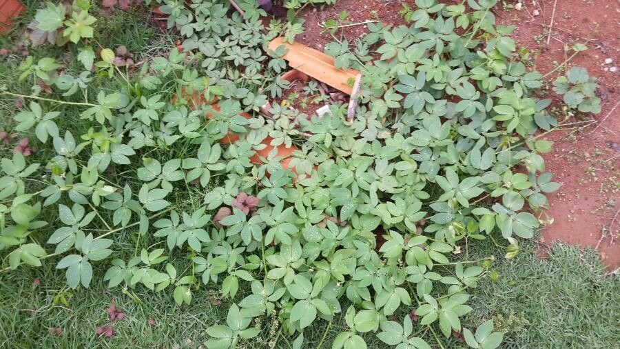 Mimosa sensitiva habit