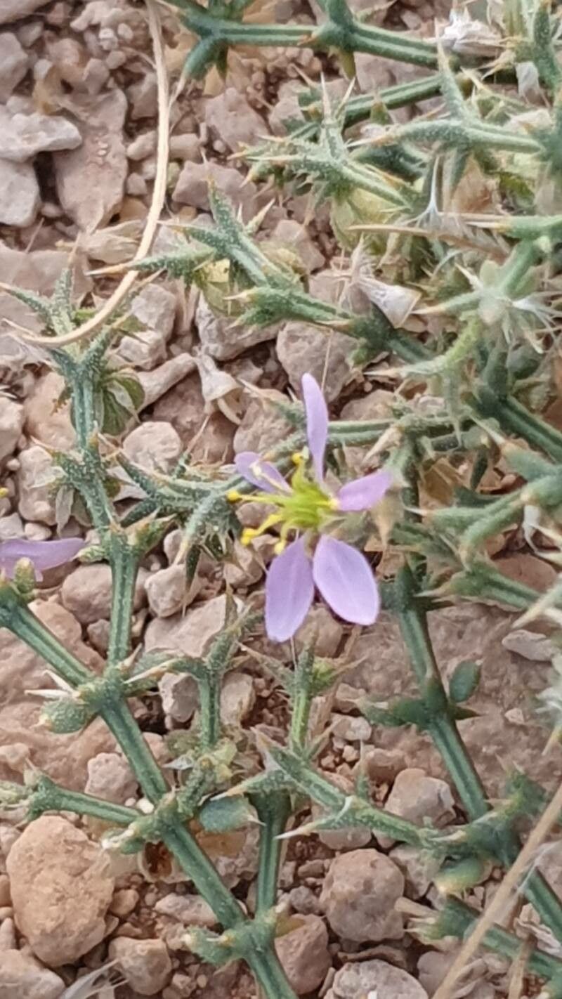Zygophyllum bruguieri flower