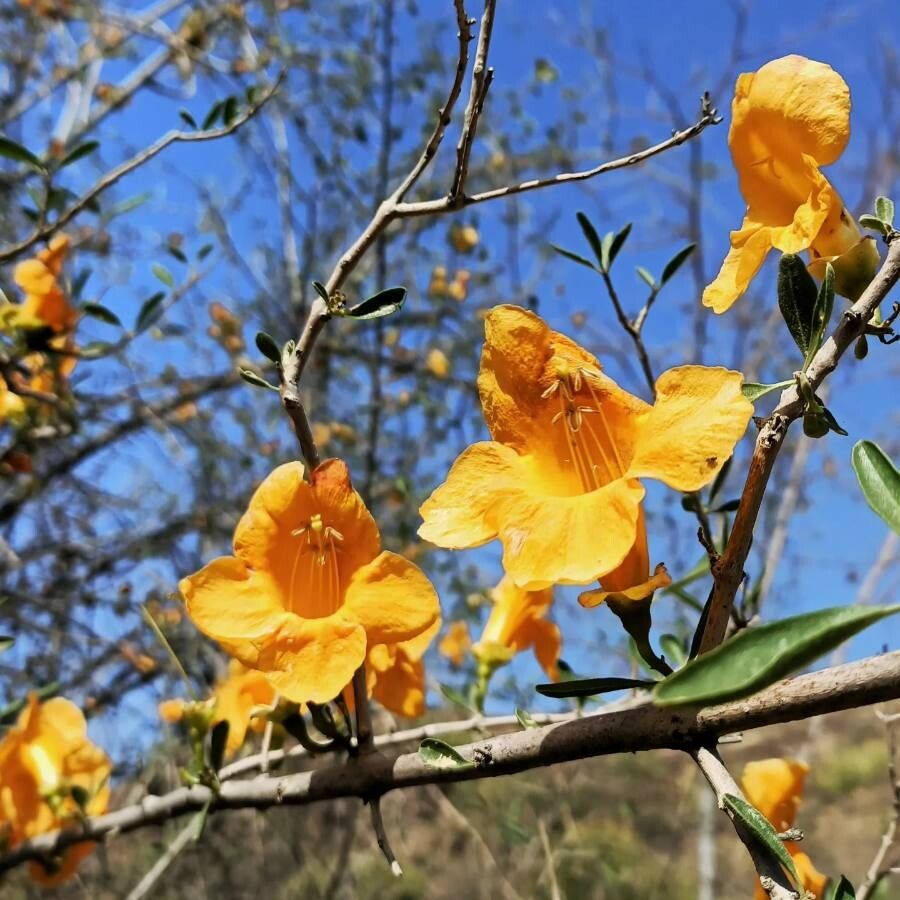 Tecomella undulata flower