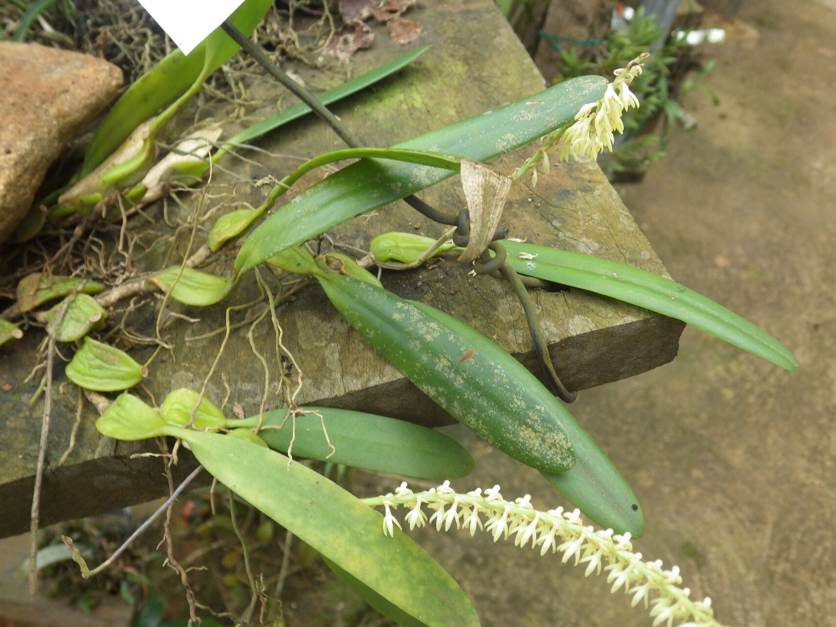 Bulbophyllum ivorense habit