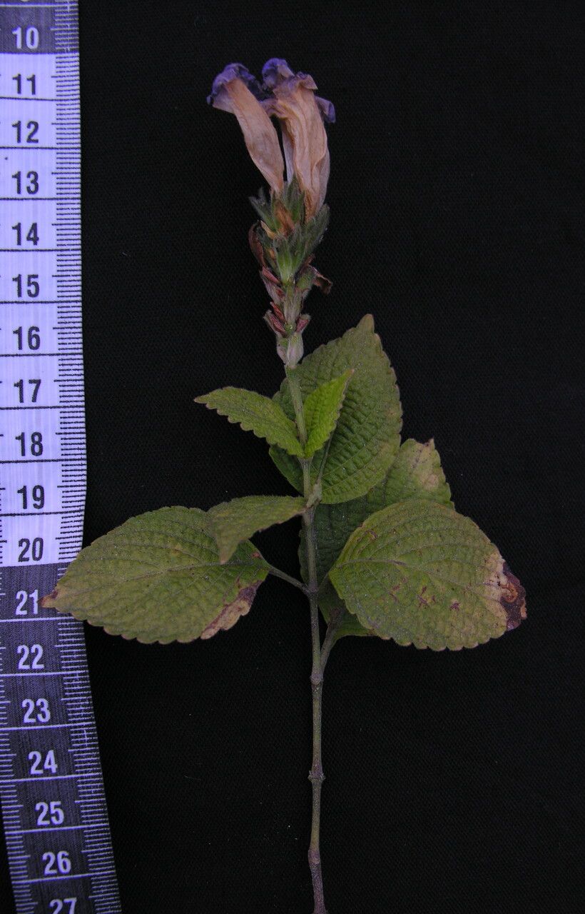 Strobilanthes lamiifolia habit