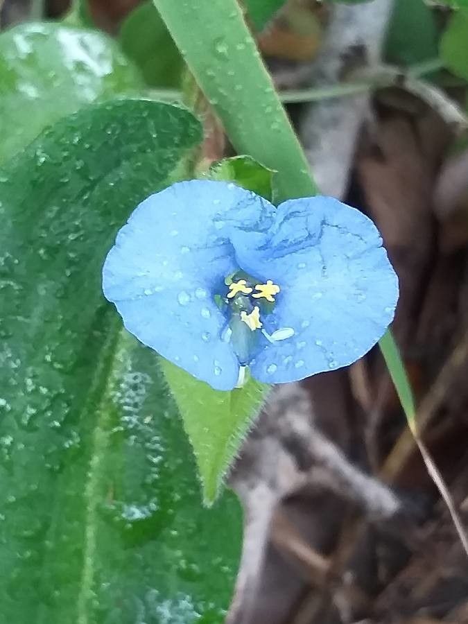 Commelina bracteosa flower