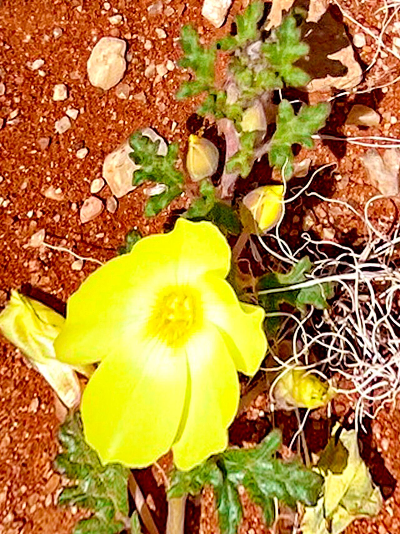 Grielum sinuatum — related species from the same genus