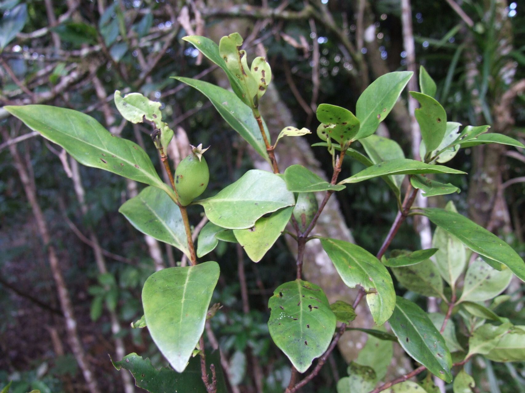 Atractocarpus pseudoterminalis other
