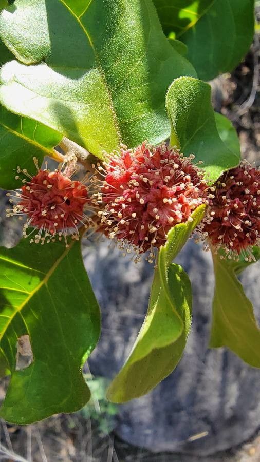 Pancheria brunhesii — related species from the same genus