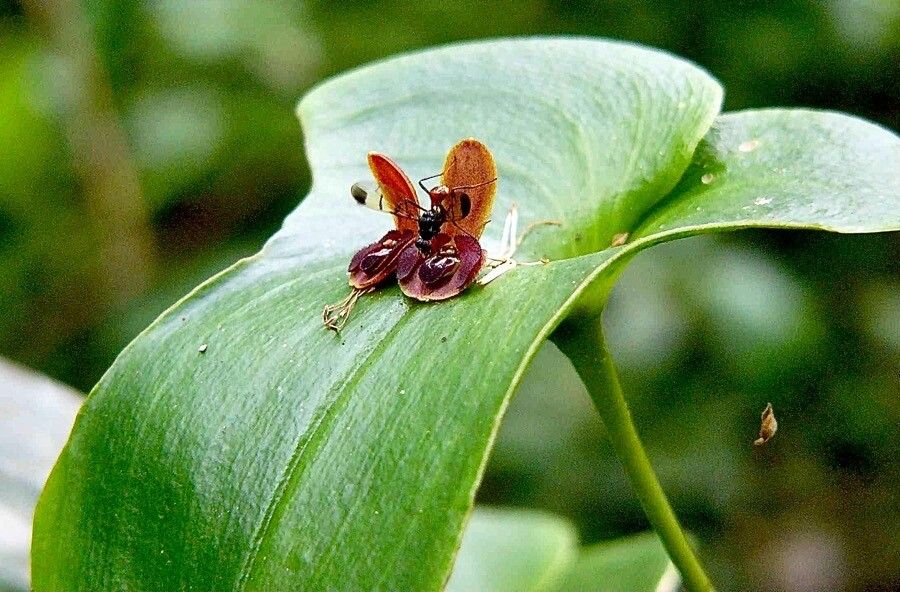 Pleurothallis teaguei flower