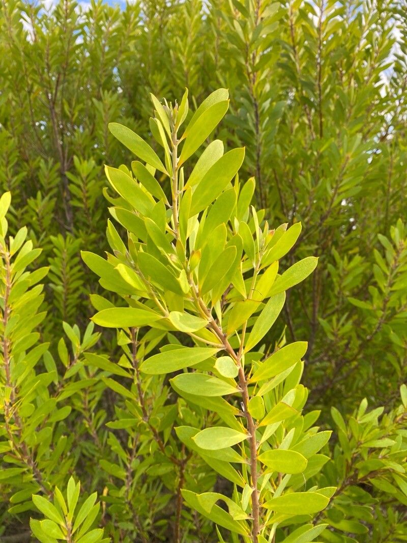 Persoonia lanceolata leaf